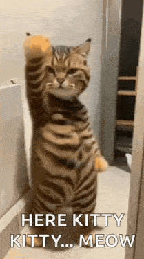 cat-dance-slow-dance.gif