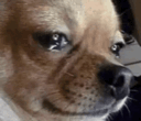 dog-crying-meme-doggo-crys.gif